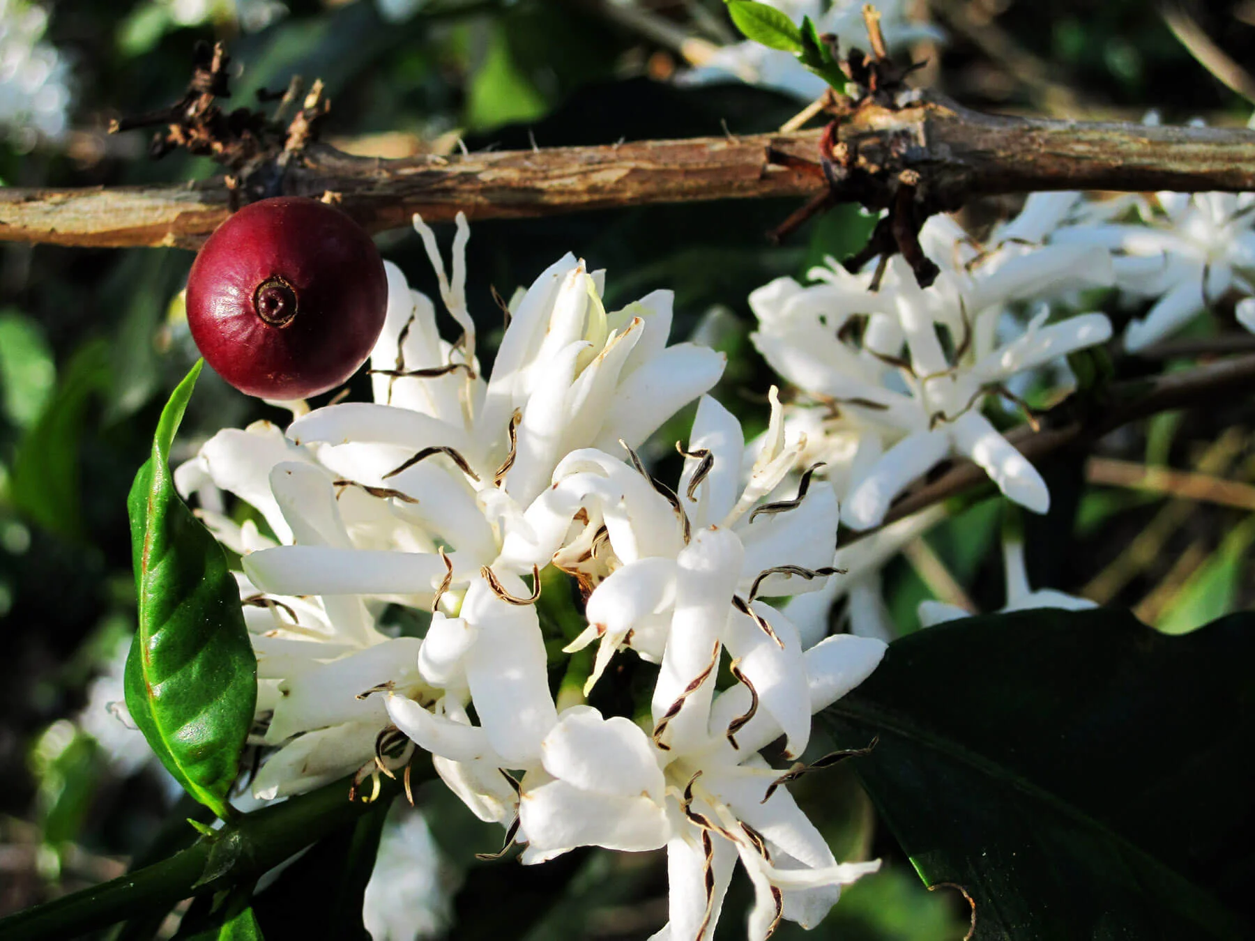 تاریخچه قهوه در جهان